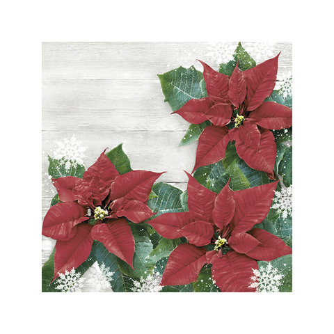 Ubrousky DAISY L Red Poinsettias Frame, 20ks