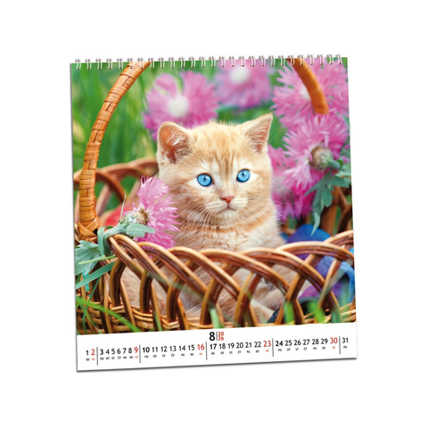 Kalendář Koťata 2026