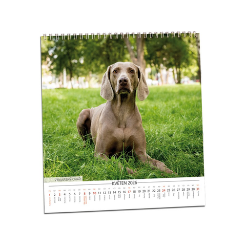 Kalendář Pes - věrný přítel 2026